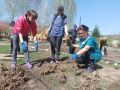 Посадка георгинов.